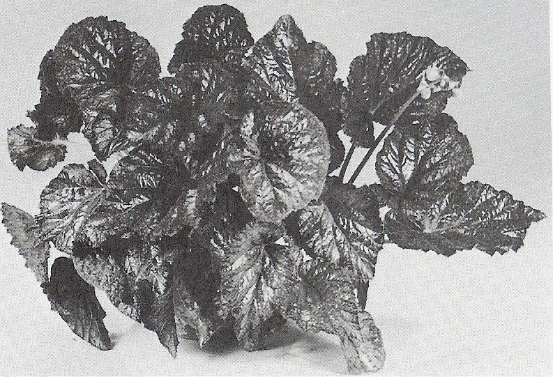 B. ‘Mohegan’